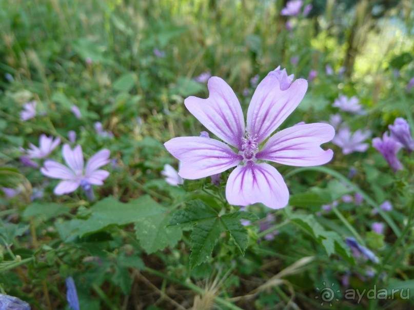 По каналам Венеции