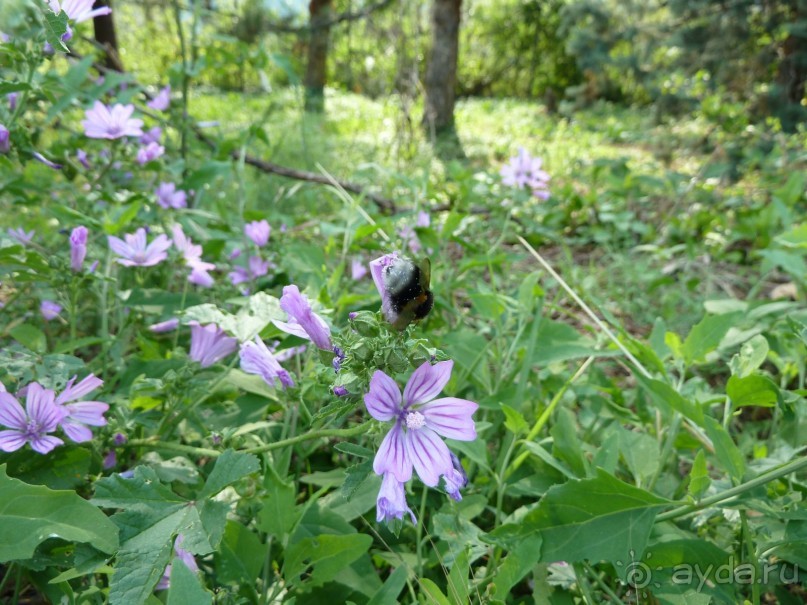 По каналам Венеции