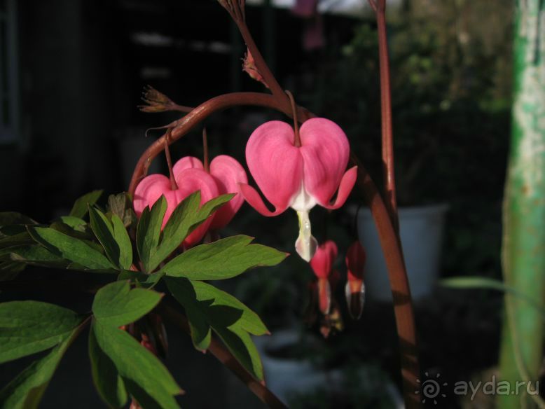 фото Катюша