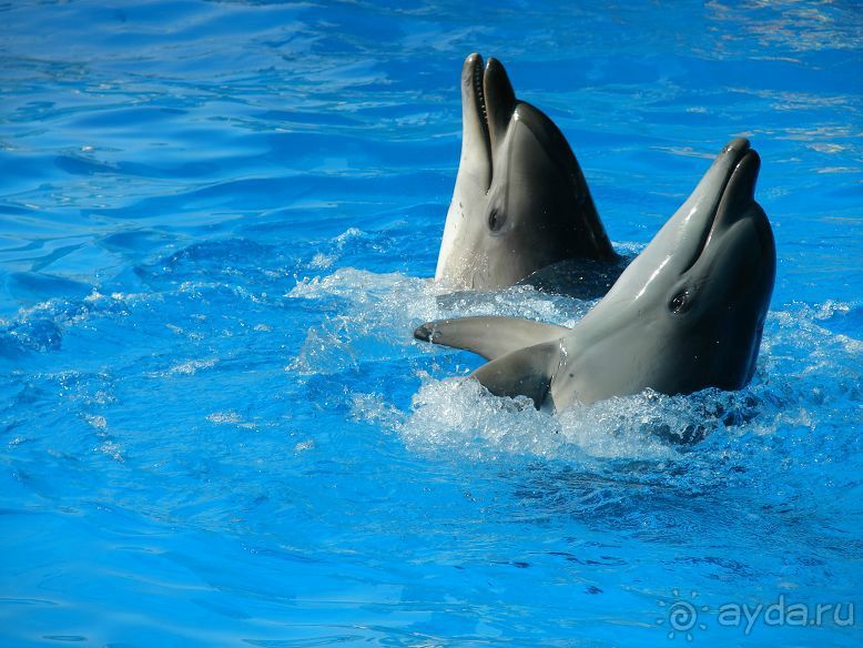 фото Катюша