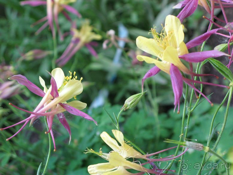 фото Катюша