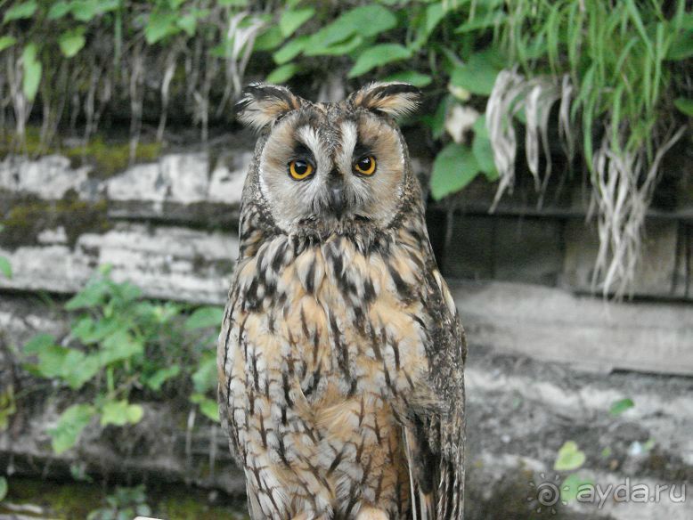 фото Катюша