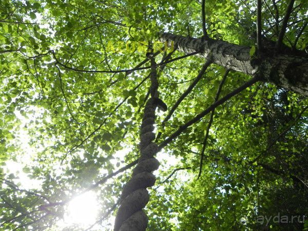 фото Катюша