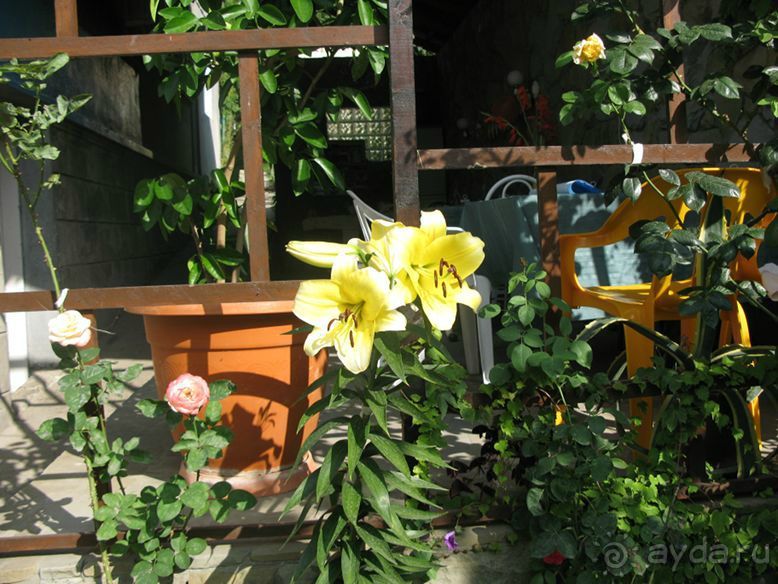 фото Катюша