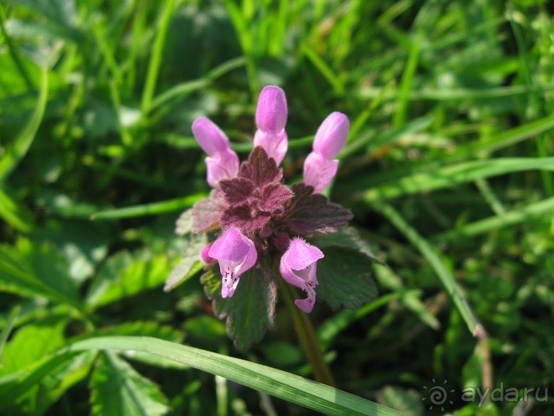 фото Катюша