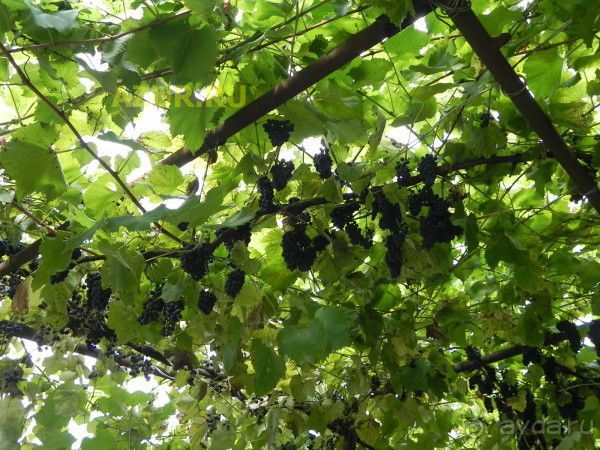 фото Катюша