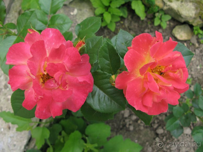 фото Катюша