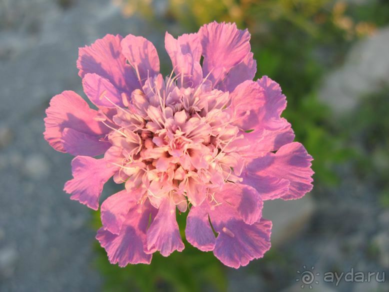 фото Катюша