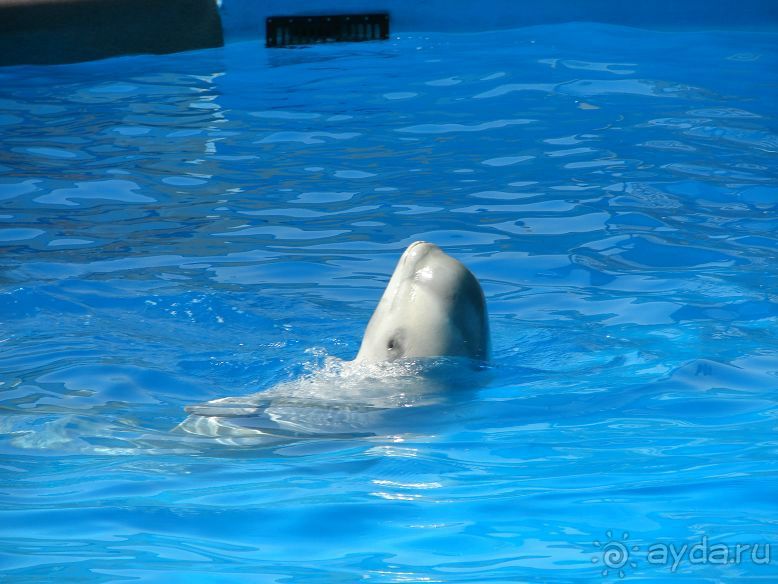 фото Катюша