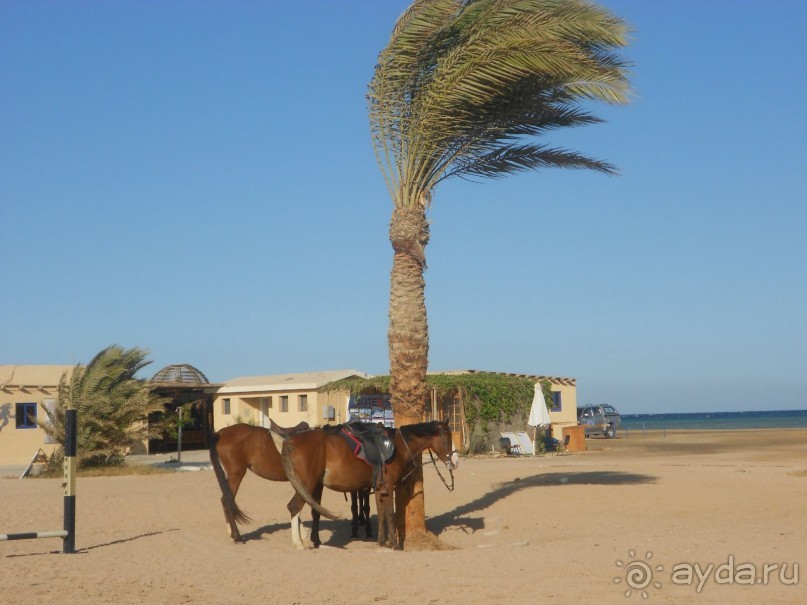Египет. Хургада. Coral Beach Rotana Resort