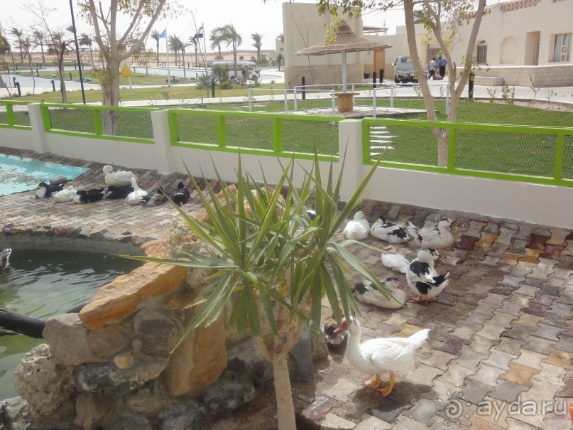 фото Coral Beach Hurghada Hotel