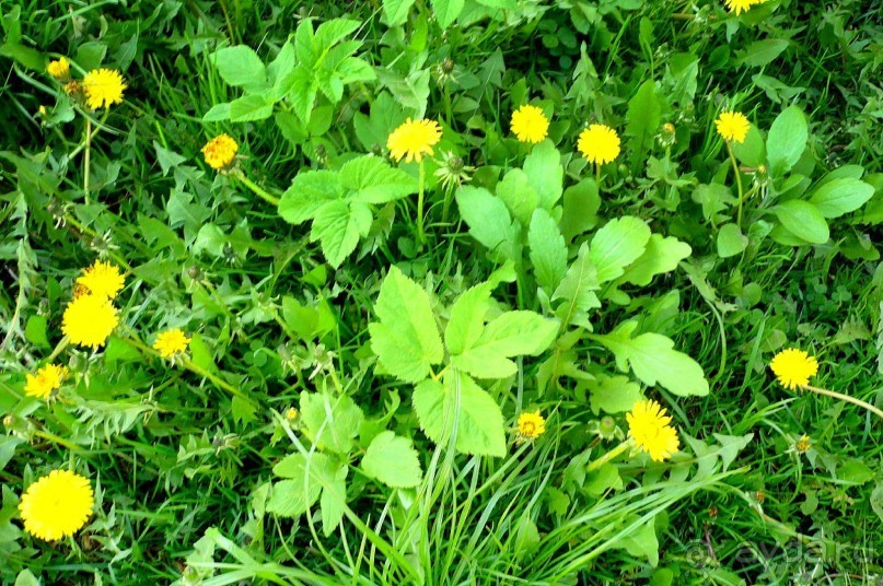 В Минске весна