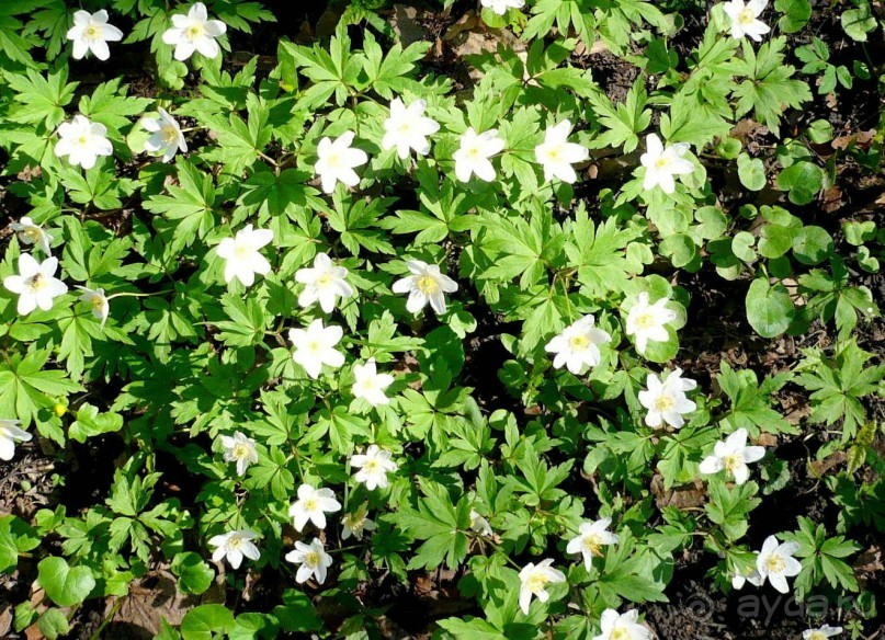 В Минске весна