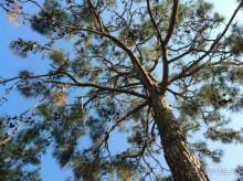 фото Club Phaselis (закрыт)