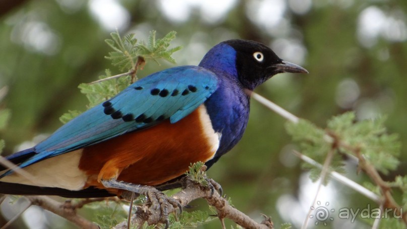 Наш трип по Африке 