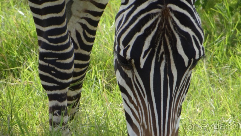 Наш трип по Африке 