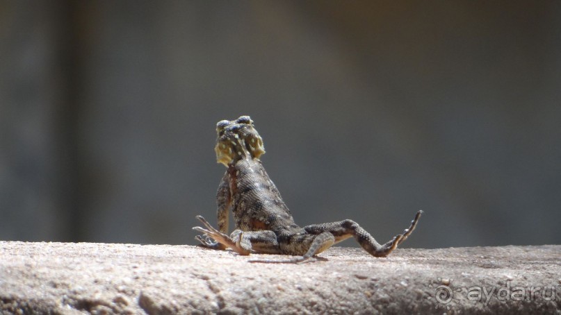 Наш трип по Африке 