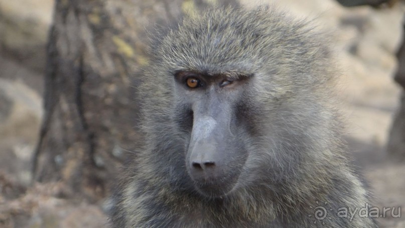 Наш трип по Африке 