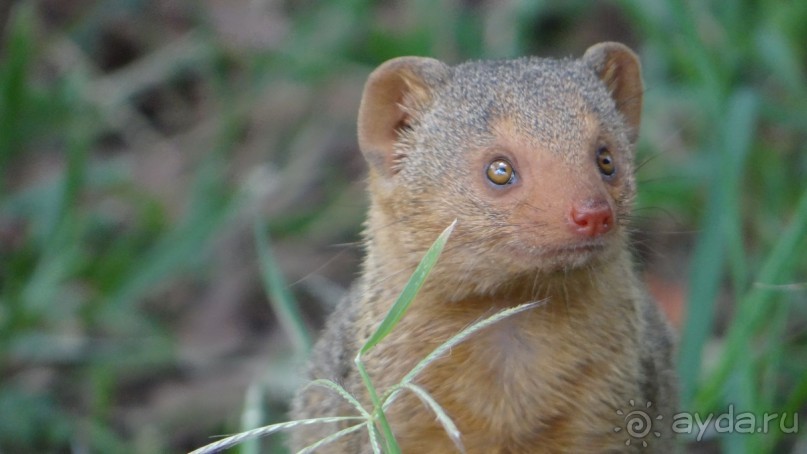 Наш трип по Африке 