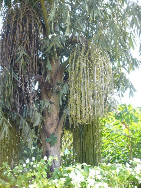 Первое путешествие в Индию