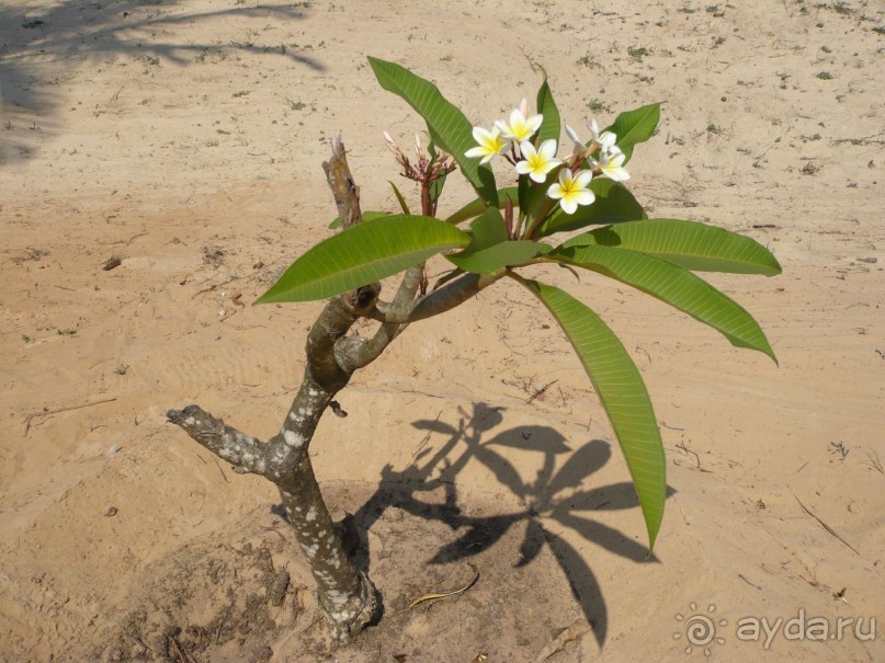 Первое путешествие в Индию