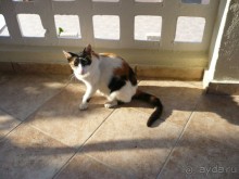 фото Troulis Apart