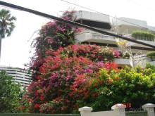 Поездка в Тай 4!!!