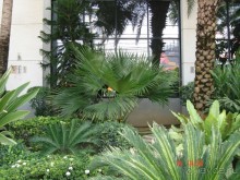 "Паттайская" осень 2013