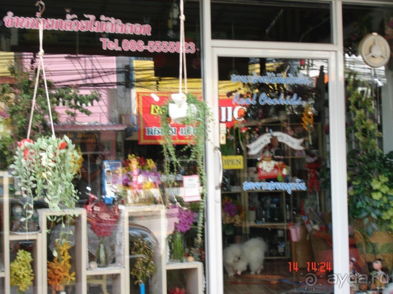 "Паттайская" осень 2013