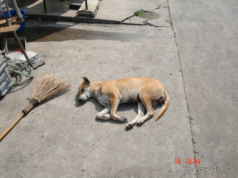 "Паттайская" осень 2013