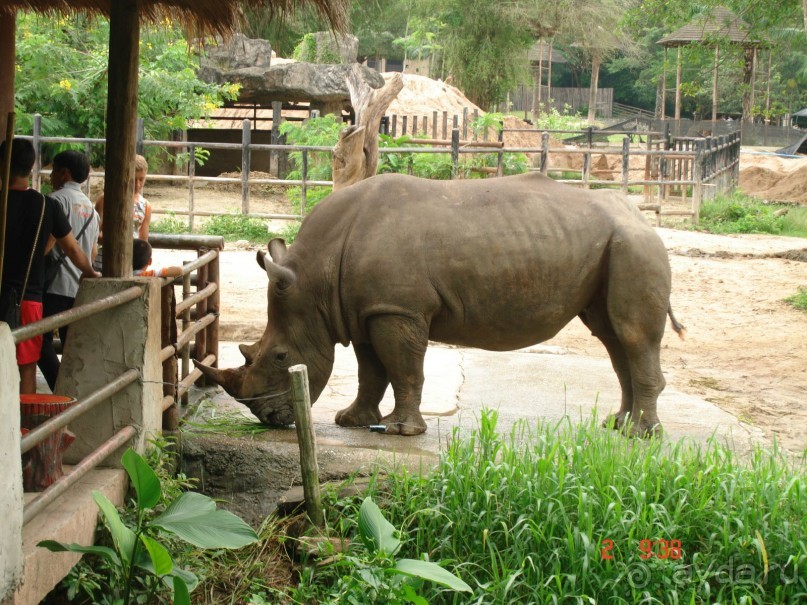 "Паттайская" осень 2013