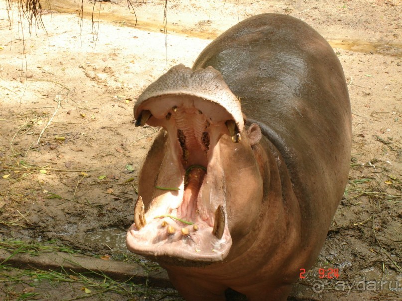 "Паттайская" осень 2013