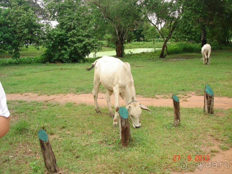 "Паттайская" осень 2013