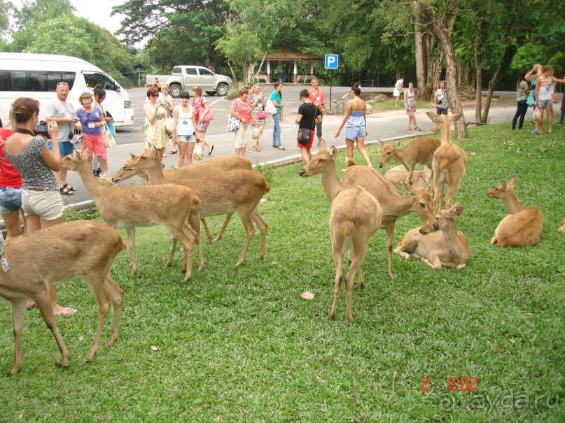 "Паттайская" осень 2013
