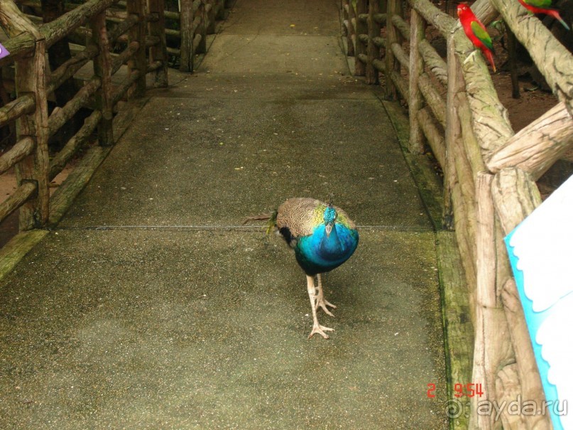 "Паттайская" осень 2013