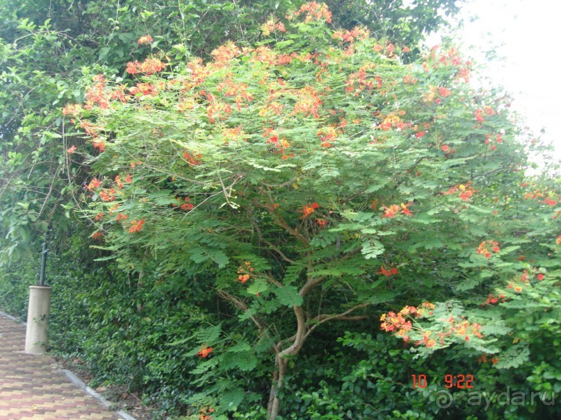 "Паттайская" осень 2013