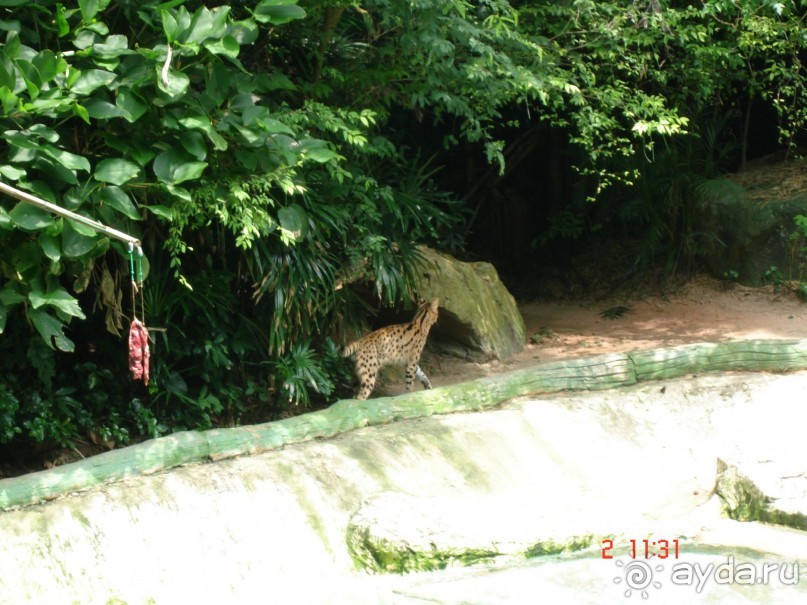 "Паттайская" осень 2013