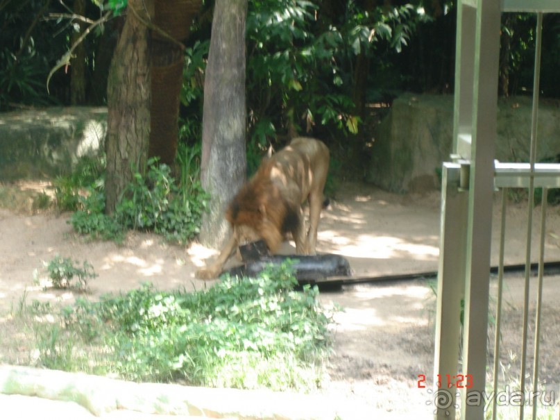 "Паттайская" осень 2013