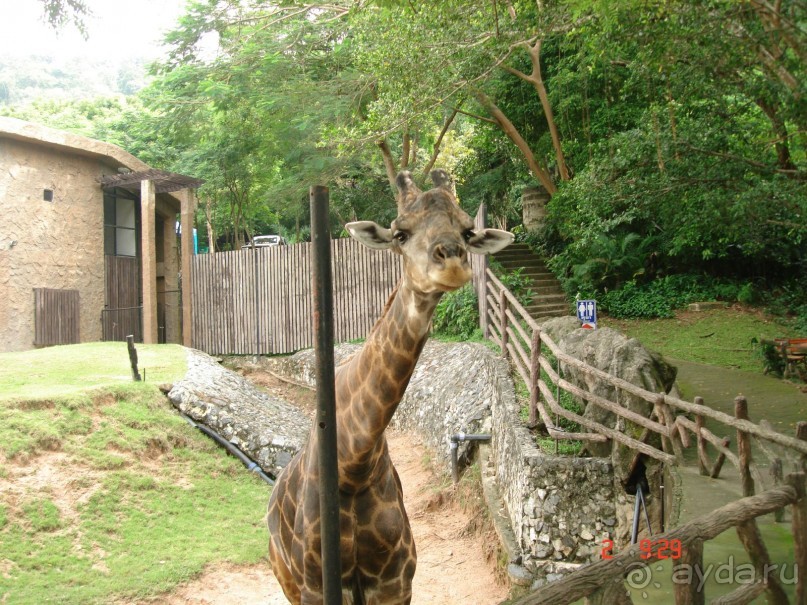 "Паттайская" осень 2013