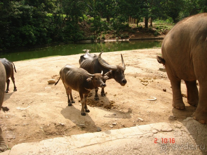 "Паттайская" осень 2013