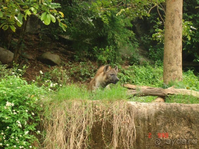 "Паттайская" осень 2013