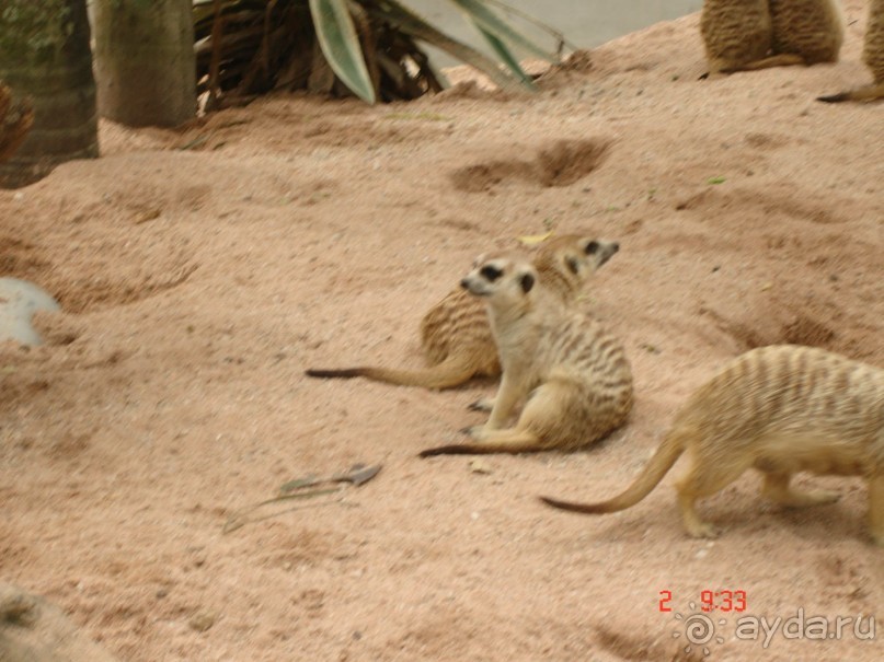 "Паттайская" осень 2013