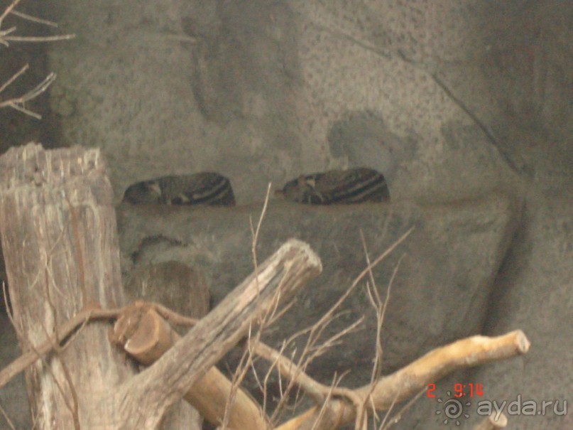 "Паттайская" осень 2013