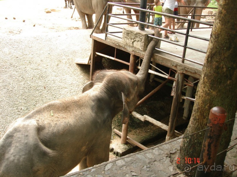 "Паттайская" осень 2013