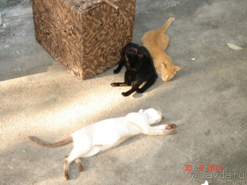 "Паттайская" осень 2013