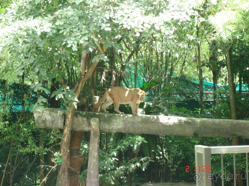 "Паттайская" осень 2013