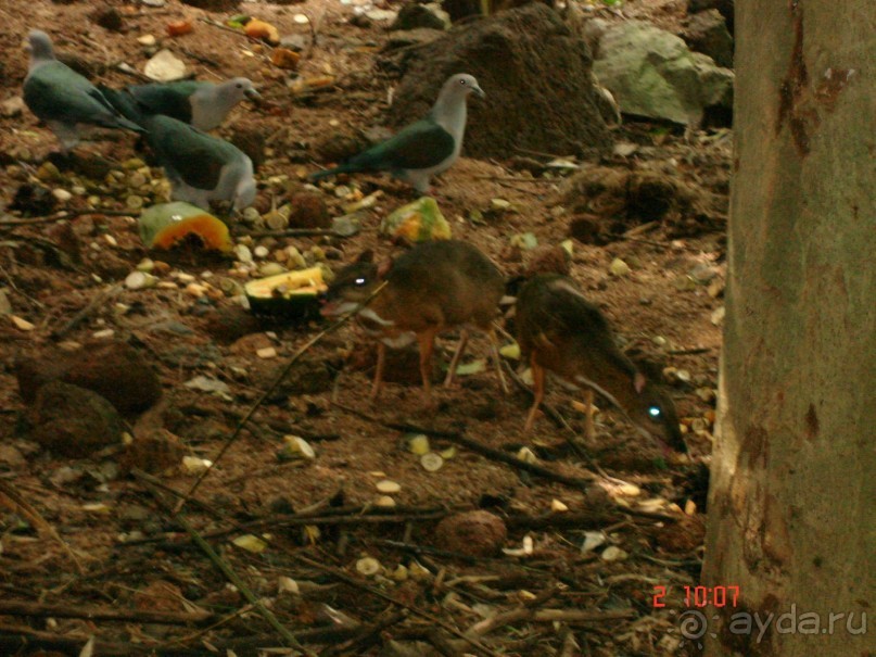 "Паттайская" осень 2013