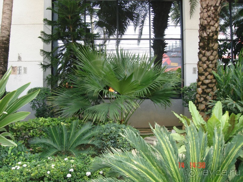 "Паттайская" осень 2013