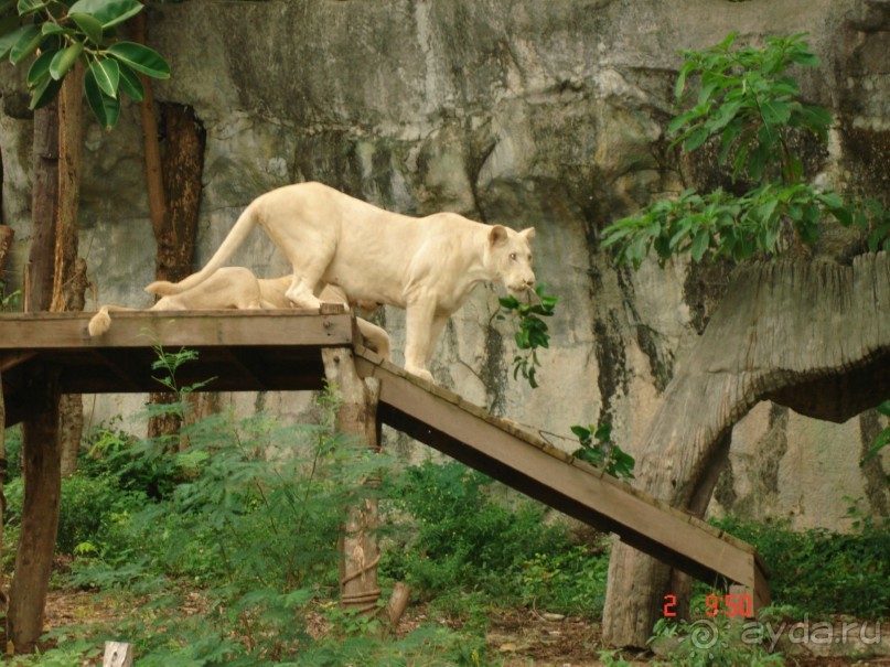 "Паттайская" осень 2013