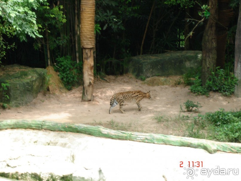 "Паттайская" осень 2013